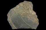 Plate Of Bones From Pregnant Ichthyosaur - With Babies Bones #144042-1